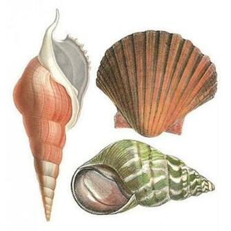Anna Griffin Seashells Wallies All Walls Wallpaper