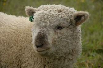 SoutHDown Sheep Wallpaper Hivewallpaper