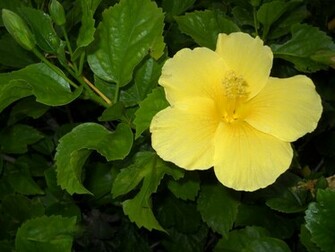 Desktop Wallpaper Yellow Hibiscus Flowers