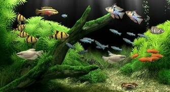 3d Tropical Fish Aquarium Wallpaper Mobile