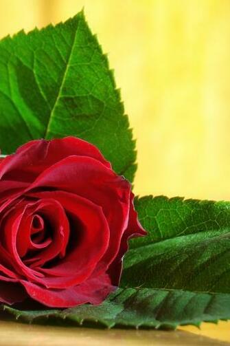 Red Rose iPhone HD Wallpaper