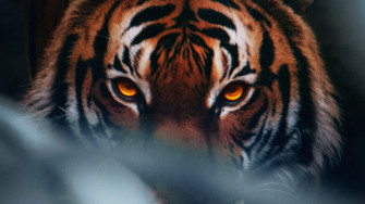 Tiger Face 4k Laptop Full HD 1080p Wallpaper Image