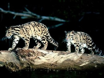 Ocelot Balance Wallpaper
