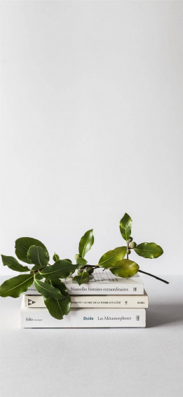 Plant iPhone Wallpaper