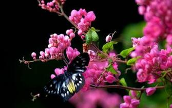 Coral Vine Widescreen Desktop Wallpaper Flower