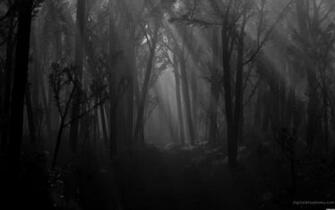 Dark Forest Path Shadows Spooky Monochrome Wallpaper Jpg