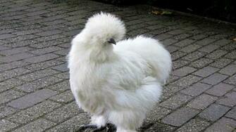 Wallpaper Silkie Chicken Feathers Full HD