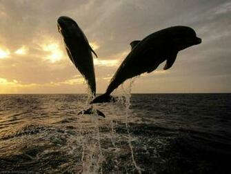 Dolphin Sunset Wallpaper Dolphins Jumping