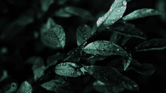 Dark Green Aesthetic Wallpaper