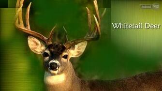 Deer Wallpaper Mule