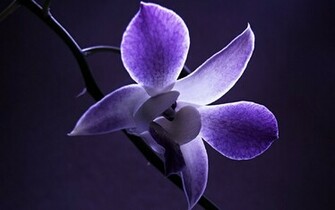 Purple Orchid