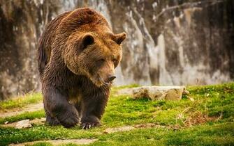 Wallpaper Brown Bear Romania Grass Wet