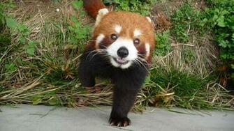 Wallpaper For iPhone Red Panda