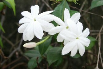 Jasmine Flower Wallpaper HD