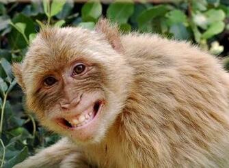 Monkey Screensaver