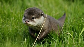 Asian Short Clawed Otter HD Wallpaper Background