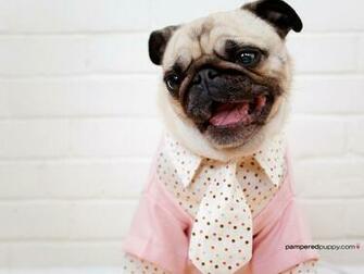 Pug Dogs Wallpaper