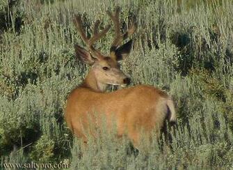 Mule Deer