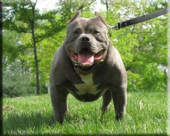 Blue Pitbull Wallpaper Pet And Animals