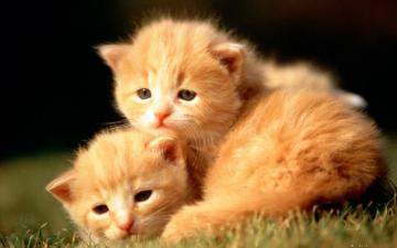 Baby Animals Wallpaper