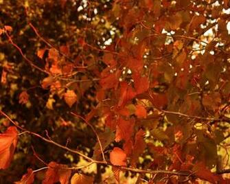 Autumn Wallpaper Windows With Resolutions Pixel
