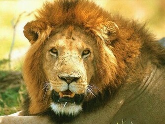 Animals Desktop Wallpaper Male Mature Lion Up Close And Personal