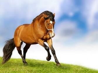 Wallpaper Horse Desktop