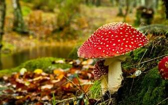 Pics Photos Mushroom Wallpaper HD