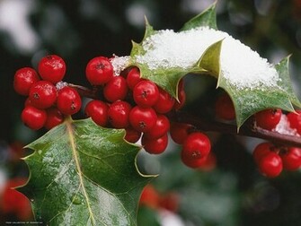Pictures Mistletoe Wallpaper