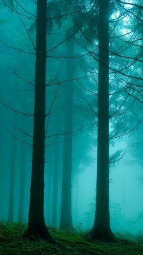 Foggy Forest iPhone Wallpaper