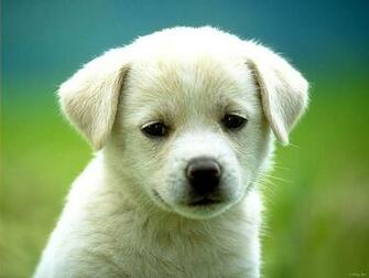Dogs And Cats Wallpaper Cute Puppies Kittens Dog