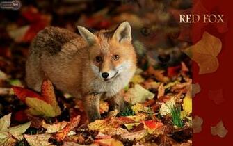 Fox Wallpaper Animal Spot