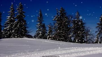 Winter Forest On Snowy Day HD Wallpaper Background Image