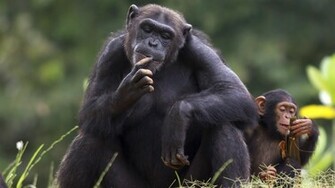 Chimpanzee Wallpaper