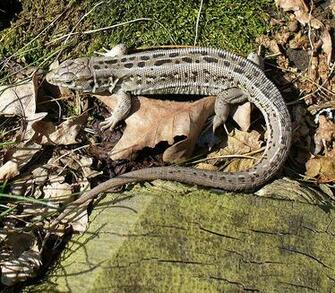 Lizards Image Sand Lizard Wallpaper And Background Photos