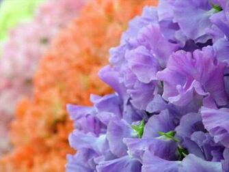 All Wallpaper Flowers
