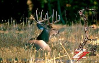 Mathews Z7 Wallpaper Archerytalk Vb Showthread Php T