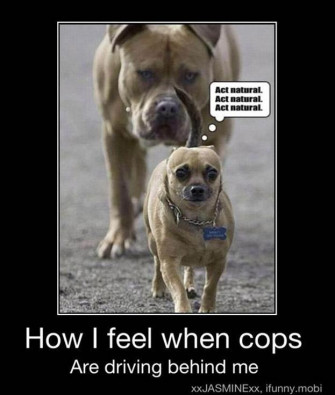 251709d1344016831 Funny Pic Pit Bull Wallpaper