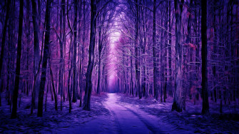 Path Between Purple Trees Forest HD Nature Wallpaper