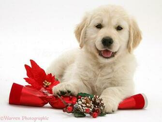 Golden Retriever Christmas Background Wallpaper