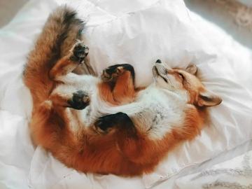 Everythingfox Juniper The Fox