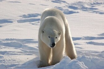 Beautiful Wallpaper Polar Bear