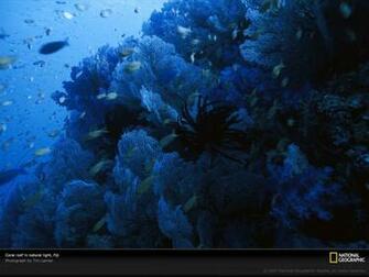 Grey Reefhome Gt Animals Falsewallpaper Fish Wallpaper Beautiful