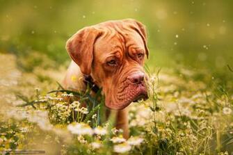 Wallpaper Dogue De Bordeaux French Mastiff Dog Snout