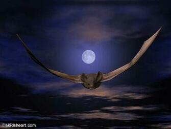 Wallpaper Collections Bat