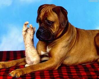 Pets Puppies Type Wallpaper For N Almost Square