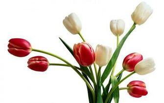 Flowers For Flower Lovers Beautiful Desktop Wallpaper