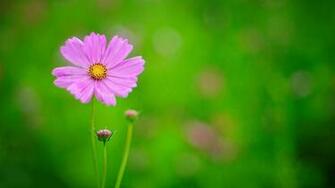 Cosmos Flower Wallpaper