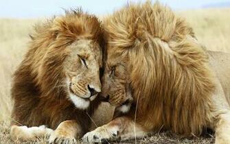 Animal Wallpaper Lions Pair Pixel Exotic