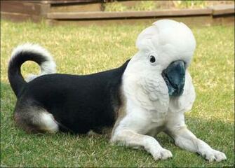 Funny Dog Breed Combinations Background Wallpaper